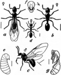 Миниатюра для Файл:1911 Britannica-Ant-Tetramorium immigrans.png