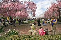 Lệ hội hoa đào tại công viên Fairmount Park