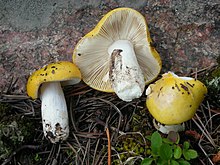 2010-08-11 Russula claroflava Grove. ss. Melz, & Zv., J. Schff 98988.jpg