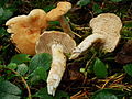 2011-11-15 Hydnum umbilicatum Peck 182772.jpg