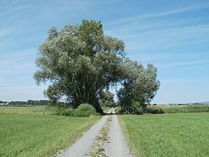 20110716Salix alba.jpg