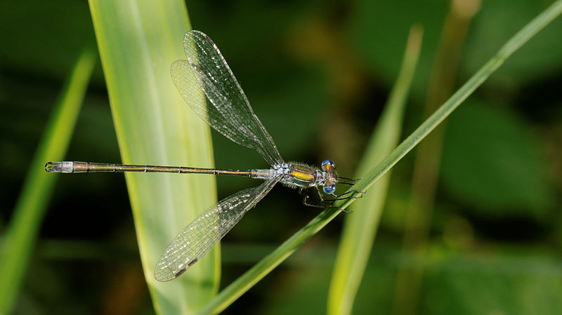 File:2012-07-25 16-59-49-Lestes sponsa.jpg