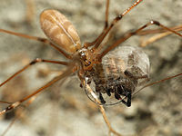 Pholcus phalangioides - Wikipedia