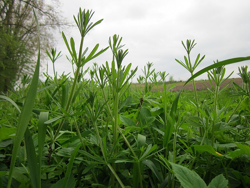 File:20130428Galium aparine.jpg