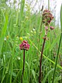 Kleiner Wiesenknopf (Sanguisorba minor)