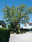 Lipa letnia (Tilia platyphyllos)