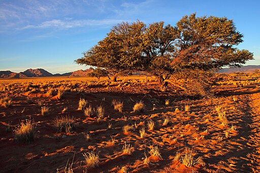 20150730 Namib desert 2015