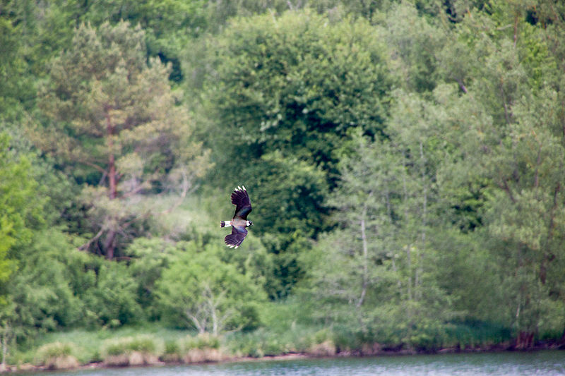 File:2015 05 24 Deutschland Baden-Württemberg Landkreis Sigmaringen Naturschutzgebiet Zielfinger Vogelsee (13).jpg