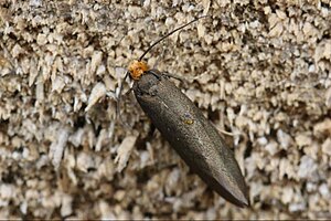 Beech mini sac moth (Incurvaria koerneriella)