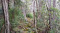 Cradle Mountain, Rundweg am Dove Lake