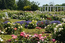 Rose garden at Vytautas Magnus University Botanical Garden in Kaunas, Lithuania 2019 06 18 rozynas.JPG
