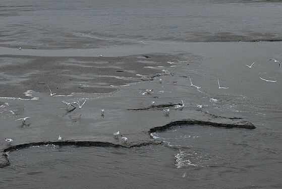 Seagulls at low tide, Lower Saxony