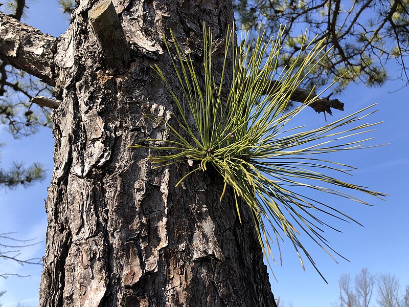 File:2024-02-26 13 21 26 Bark and needles on a Pitch Pine along Interstate 295 in Ewing Township, Mercer County, New Jersey.jpg