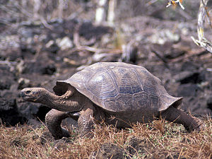 25-san-cristobal-tortoise.jpg