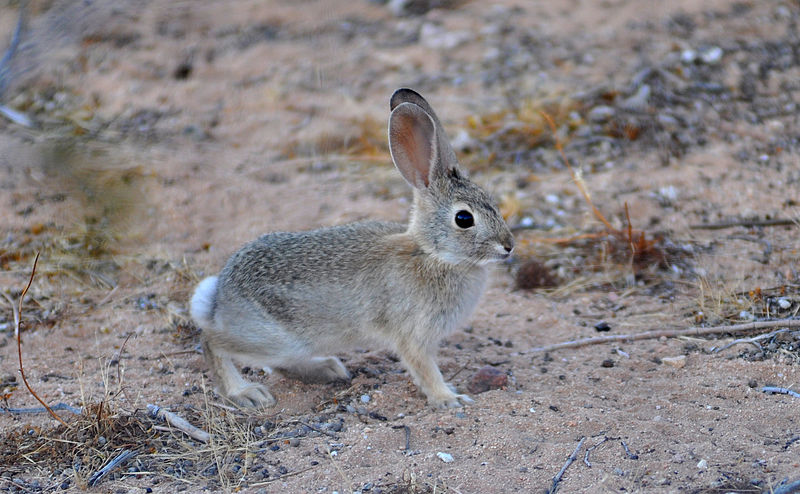 File:6 week old Cottontail.JPG