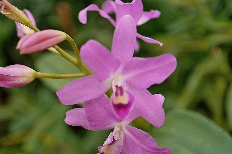 File:A and B Larsen orchids - Cattleya Hailstorm skinneri 1054-15.jpg