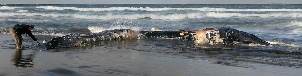 A beachcomber is touching a dead whale washed ashore at Ocean Beach in San Francisco. The marks of great white sharks bites are seen at the rear of the whale.