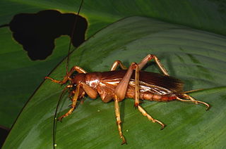 <i>Sia</i> (insect) Genus of cricket-like animals