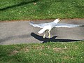 File:A gull taking flight, Pasco, Washington.jpg