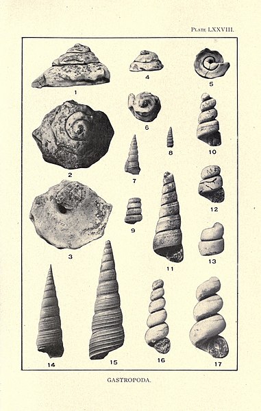 File:A report on the Cretaceous paleontology of New Jersey (Page 1041) BHL17942109.jpg