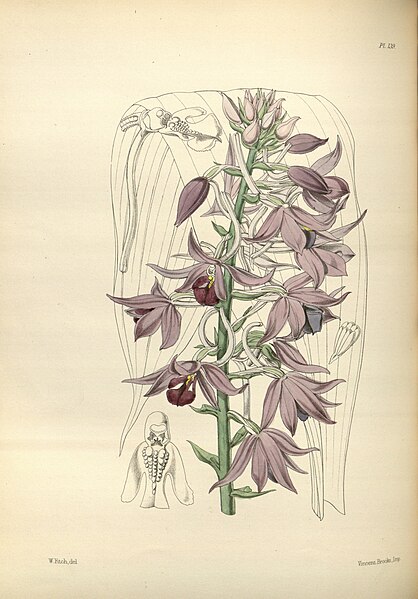 File:A second century of orchidaceous plants (Pl 139) BHL35712786.jpg