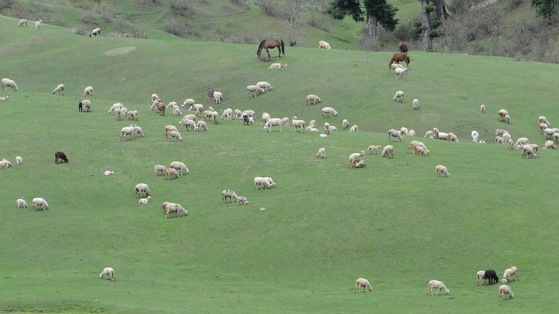 File:A view of sheep and horses in Doodhpathri southwest Jammu Kashmir India.jpg