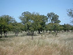 Akasia savana selatan Fada n'gourma, Burkina Faso