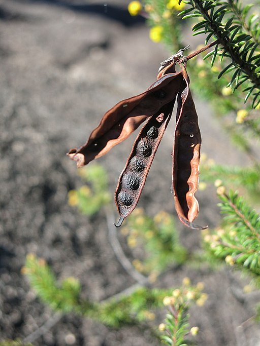 Acacia beadleana - seed pods