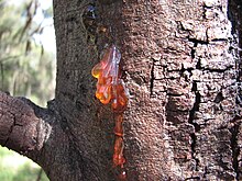 close-up do tronco e da casca com um único ponto mostrando uma substância transparente semelhante a uma goma dourada
