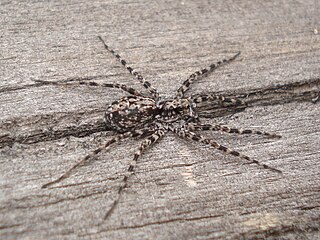 <i>Acantholycosa</i> Genus of spiders