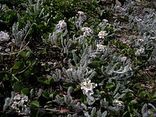 Achillea nana.JPG