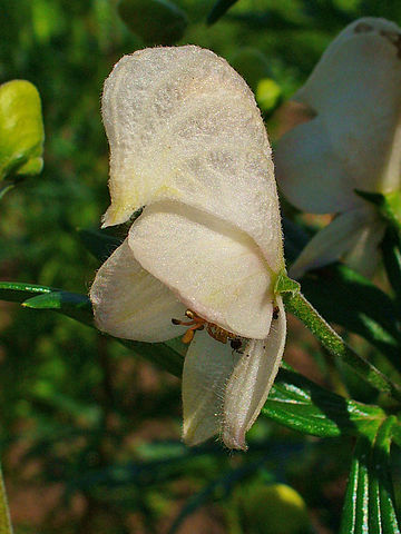 White flowering cultivar 'Albus'