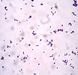 Actinobacteria