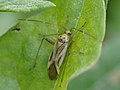 Adelphocoris quadripunctatus (Fabricius, 1794)