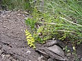 Adiantum sulphureum