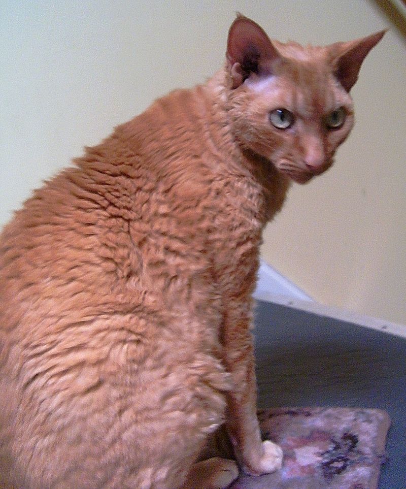 Adult Devon Rex Male.JPG