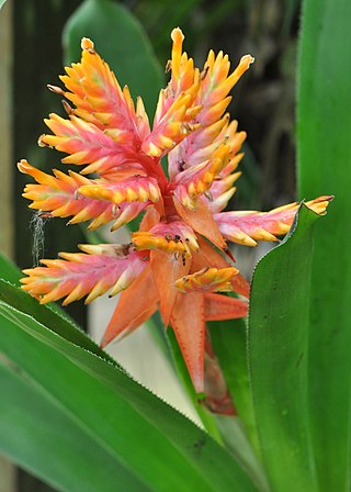 <i>Aechmea manzanaresiana</i> Species of flowering plant