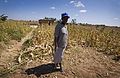 Africa Food Security 17 (10665125034).jpg