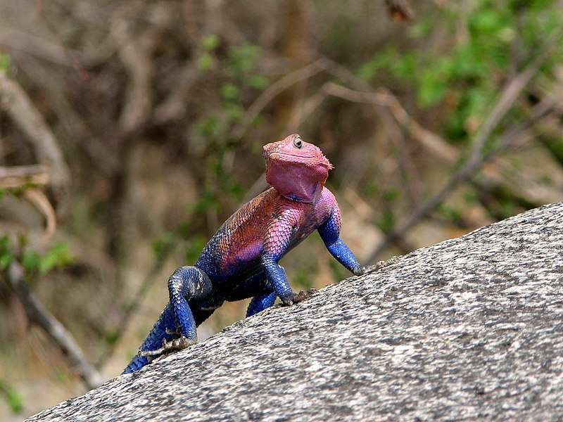 File:Agama mwanzae Serengeti 3.jpg