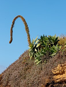 Agave attenuata Habitus