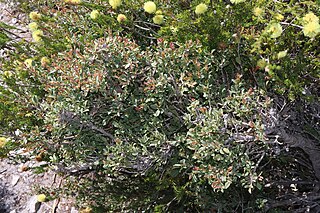 <i>Agonis undulata</i> Species of flowering plant