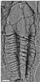 <i>Agraulos</i> Genus of trilobites