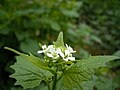 Alliaria petiolata