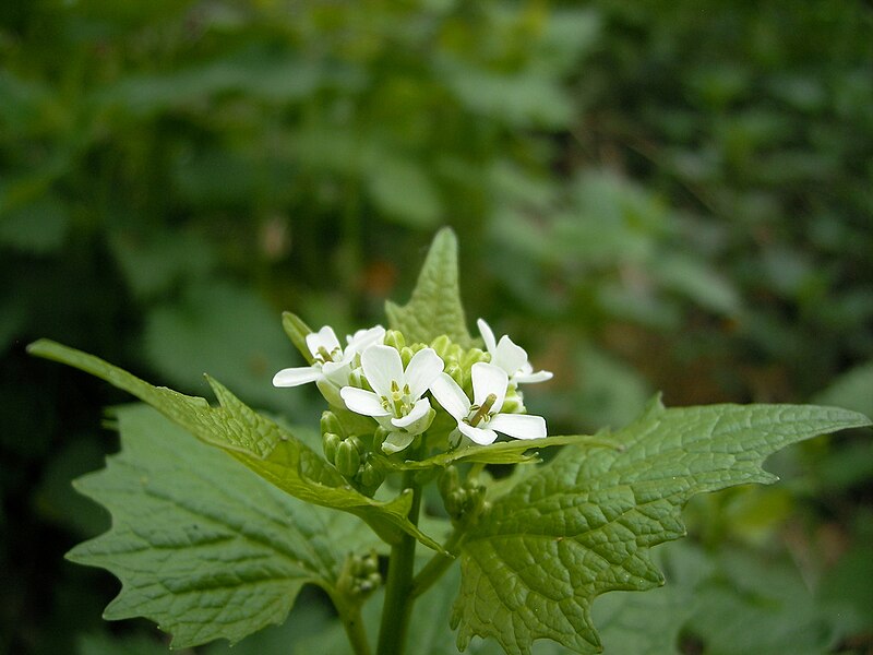 File:Alliaria-petiolata-4605.jpg