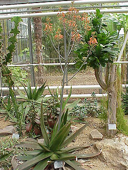 Mlalangao (Aloe lateritia)