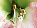 Seks mjølberarar i ein amaryllis-blome.