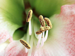 Amaryllis stamens