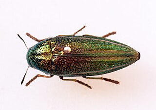 <i>Amblysterna</i> Genus of beetles