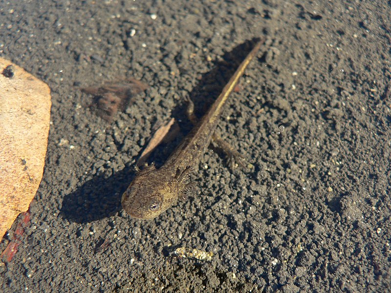 File:Ambystoma macrodactylum 26597.JPG