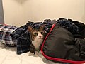 Amelia -cat seeks warmth (31481923977).jpg
